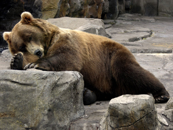 sleepy-bear.jpg